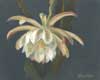 Day Flower, Epiphyllum, Oil