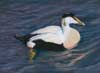 Male Eider on Water, Pastel