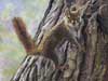 Portrait of a Squirrel, Pastel