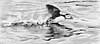 Puffin Takeoff, Pencil