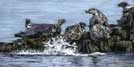 Seals Basking, Pastel