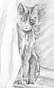 Xena, The Artist's Cat, Pencil Sketch