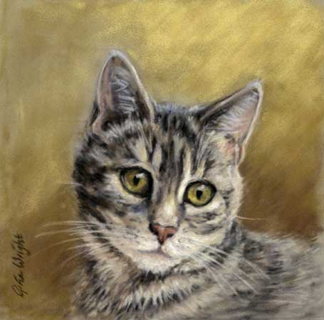 Isla, Tabby Cat