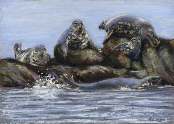 Laid Back Seals, Acrylic and Pastel on Panel