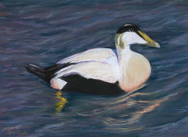Male Eider on Water, Pastel