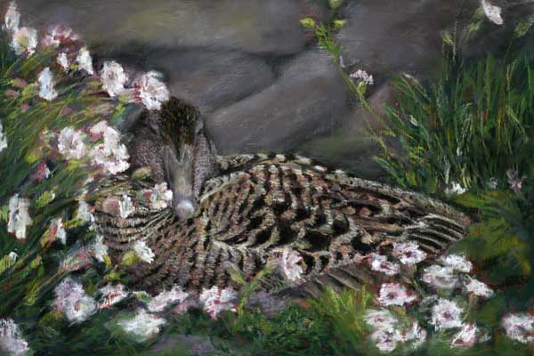 Nesting Eider, Pastel