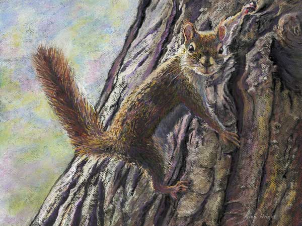 Portrait of a Squirrel, Pastel