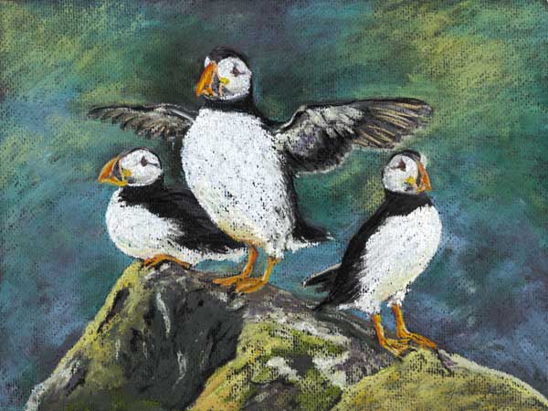 Puffins, Isle of May, Pastel