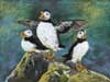Puffins, Isle of May, Pastel.