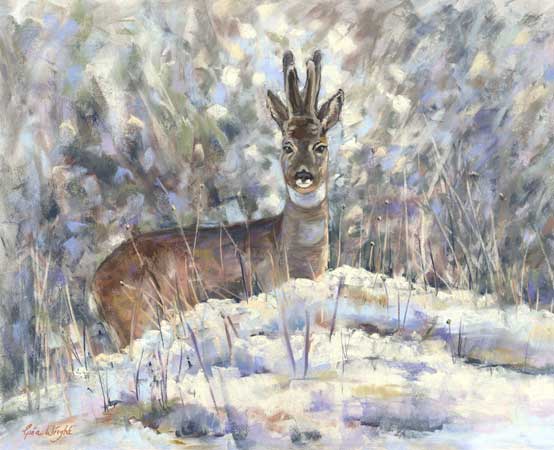 Roe stag in snowy landscape 