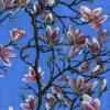 Magnolia On Blue