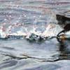 Puffin Takeoff, Pastel