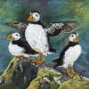 Puffins, Isle of May, Pastel