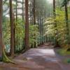A sunlit path through pine trees
