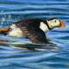 Puffin taking off from a calm sea