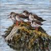 Six Redshanks stand on a seaweed covered rock surrounded by water