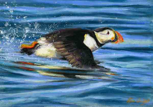 Puffin taking off from a calm sea