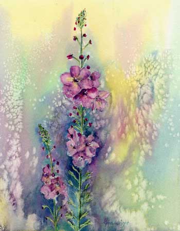 Verbascum, Watercolour
