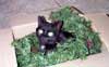Xena, Christmas 2002
