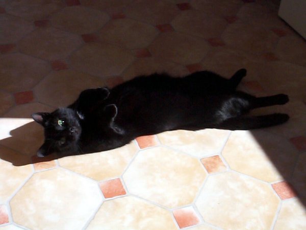 Xena enjoying the sun