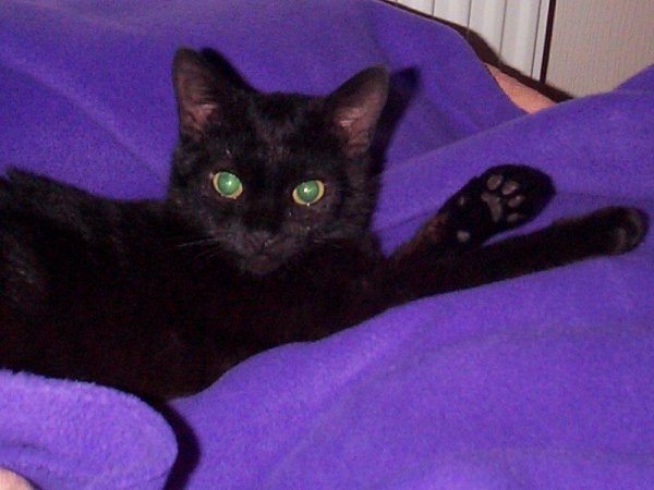 Xena relaxing on purple rug