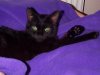 Xena relaxing on purple rug