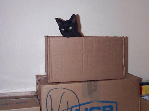 Xena in box during house move