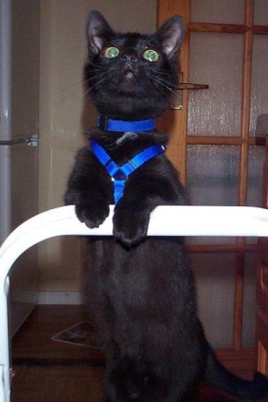 Xena in blue harness