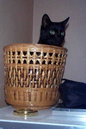 Xena in basket
