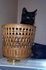 Xena in basket