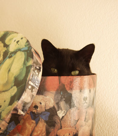 Xena in Hatbox