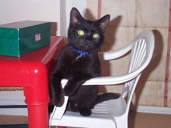 Xena on small chair