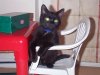 Xena on small chair