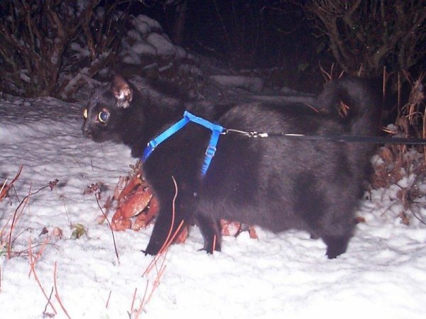 Xena out in the snow
