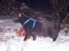 Xena out in the snow