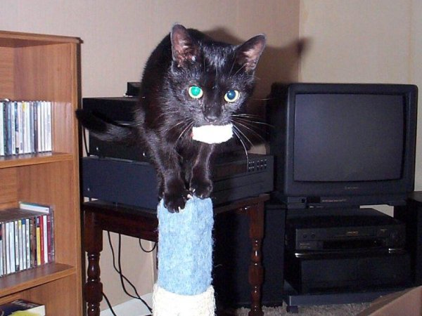 Xena on top of scratching post