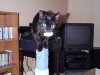 Xena on top of scratching post