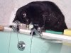 Xena swiping at tap water